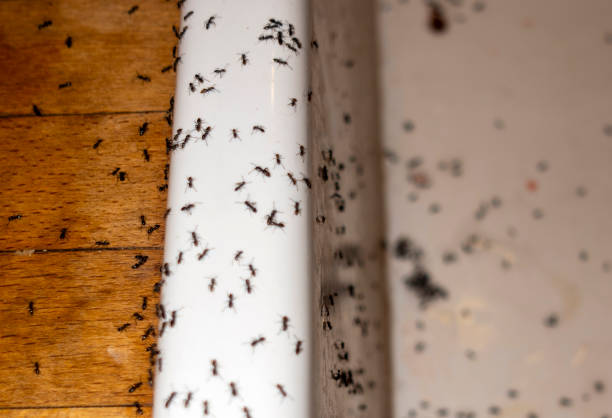 Best Local Pest Control Services  in Lawrencevle, IL