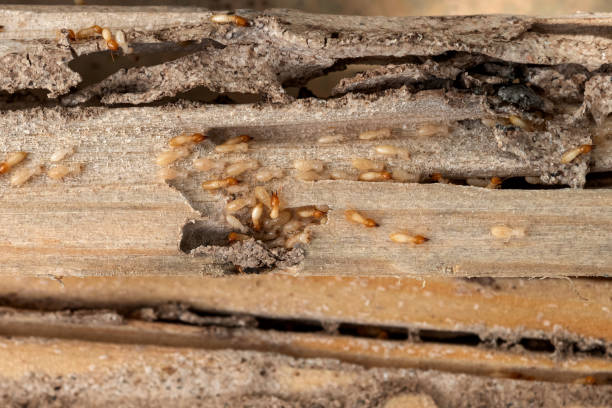 Best Ant Control Services  in Lawrencevle, IL